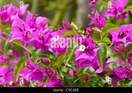 Bougainvillea glabra (fleur en papier 'sanderiana') Banque D'Images