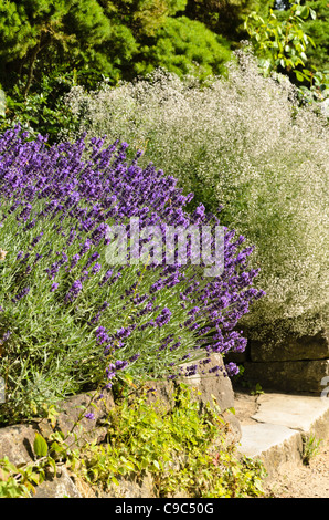 La lavande commune (lavandula angustifolia 'Hidcote Blue') et gypsophile (Gypsophila paniculata 'schneeflocke') Banque D'Images