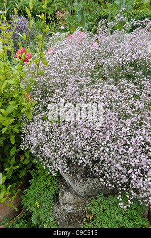 Gypsophile (Gypsophila paniculata) Banque D'Images