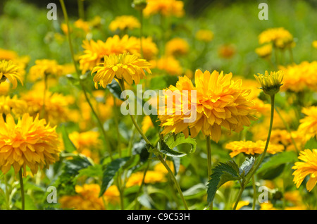 Tournesol factice (Heliopsis helianthoides var. Scabra 'Sonnenschild') Banque D'Images