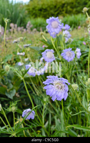 Caucasian pincushion flower (Scabiosa caucasica 'perfecta') Banque D'Images