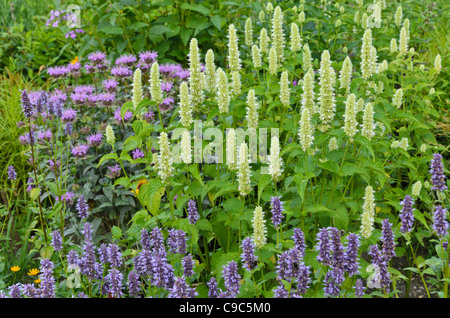 Géant mauve hysope (Agastache rugosa 'Alba'), l'anis hysope (Agastache foeniculum) et la monarde fistuleuse (Monarda fistulosa) Banque D'Images