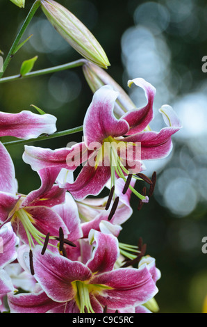 Trompette orientale lily (lilium erfordia) Banque D'Images