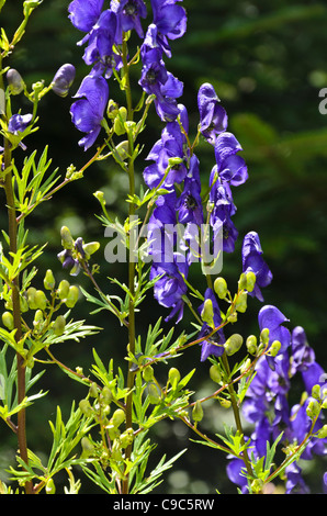 Aconit napel (aconitum variegatum mandchoue) Banque D'Images