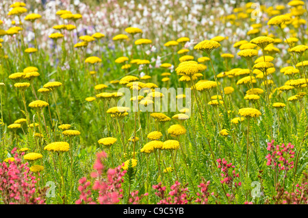 Fernleaf achillée (achillea filipendulina) Banque D'Images