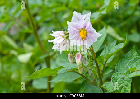 La pomme de terre (Solanum tuberosum) Banque D'Images