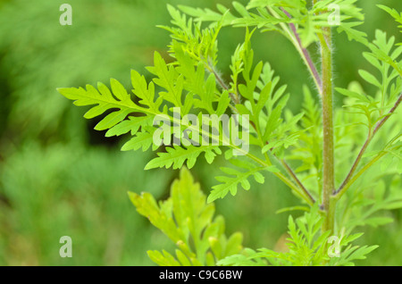 La petite herbe à poux (Ambrosia artemisiifolia) Banque D'Images