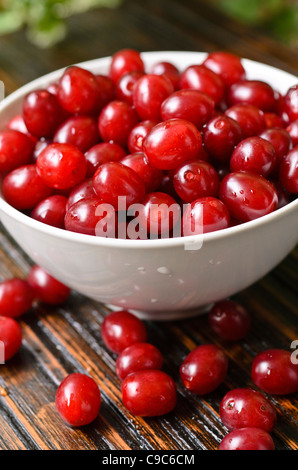 Cherry en cornaline (cornus mas) Banque D'Images