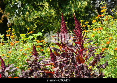 L'amarante (Amaranthus) et le tournesol mexicain (Tithonia rotundifolia) Banque D'Images