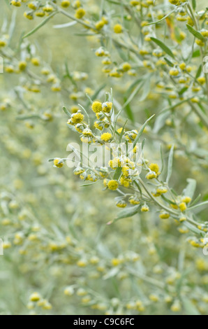 Grande absinthe (Artemisia absinthium) Banque D'Images