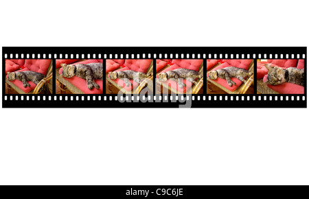 Animaux - Chats - film fixe avec des photos de chat, couchage isolé sur fond blanc. Banque D'Images