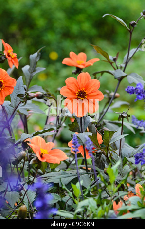 Le dahlia (Dahlia bishop of Oxford) et similaire à de la sauge (Salvia farinacea) Banque D'Images