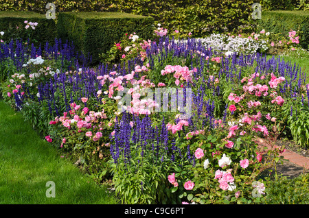 L'aster (aster), roses (rosa) et les sages (salvia) Banque D'Images