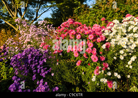 Michaelmas daisy (Aster novi-belgii 'violetta'), New England Aster (Aster novae-angliae 'andenken un alma pötschke') et heath Aster (Aster pringlei Banque D'Images