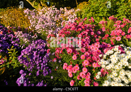 Michaelmas daisy (Aster novi-belgii 'violetta'), New England Aster (Aster novae-angliae 'andenken un alma pötschke') et heath Aster (Aster pringlei Banque D'Images