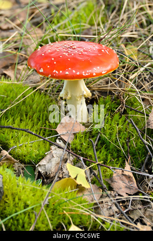 Agaric fly (Amanita muscaria) Banque D'Images