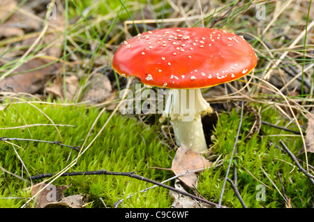 Agaric fly (Amanita muscaria) Banque D'Images