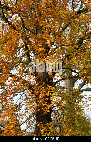 Fagus sylvatica en automne. Hêtre commun. Banque D'Images