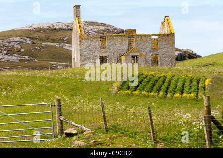 Lits paresseux en face d'une ferme abandonnée et ruinée sur Vatersay dans les Hébrides extérieures. Banque D'Images