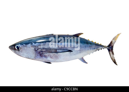 Poisson Thon blanc Thunnus alalunga isolated on white Banque D'Images