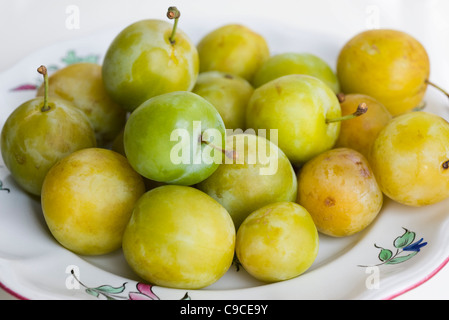 Prunes fraîches greengage Banque D'Images