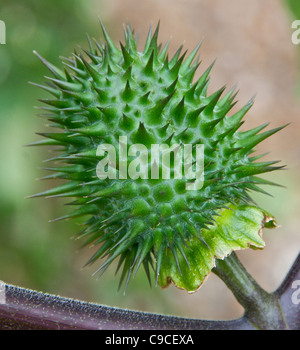 Thorn Apple ou stramoine (Datura stramonium) Banque D'Images
