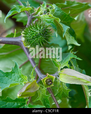 Thorn Apple ou stramoine (Datura stramonium) Banque D'Images