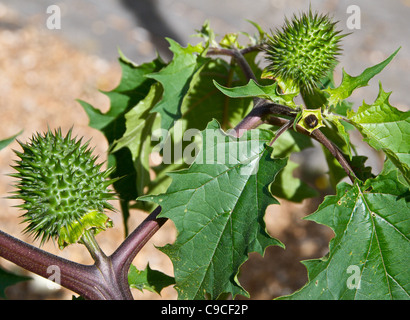 Thorn Apple ou stramoine (Datura stramonium) Banque D'Images