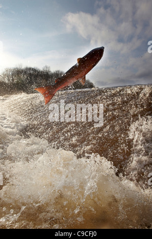 Le saumon atlantique, Salmo salar sautant en amont, à l'eau, cauld Ettrick Philiphaugh, Selkirk, Ecosse, Royaume-Uni Banque D'Images