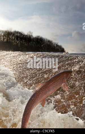 Le saumon atlantique, Salmo salar sautant en amont, à l'eau, cauld Ettrick Philiphaugh, Selkirk, Ecosse, Royaume-Uni Banque D'Images