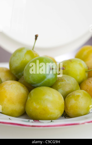 Prunes fraîches greengage Banque D'Images