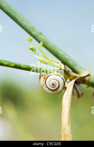Escargots sur plante Banque D'Images