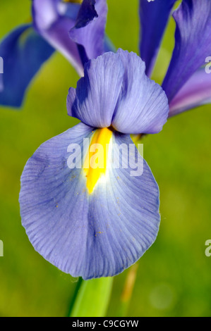 Iris réticulé (Iris reticulata) en fleurs dans un jardin. Banque D'Images