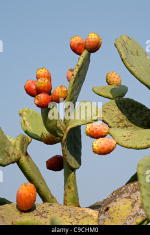 Oponce de l'est fruit, Sardaigne, Italie. Banque D'Images