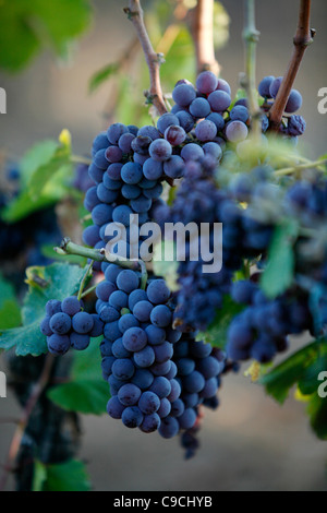 Les raisins à une vigne à la gamme de montagne Supramonte, Province de Nuoro, Sardaigne, Italie. Banque D'Images