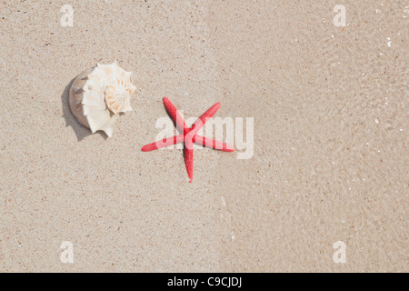 Étoile de mer et coquillages en plage de sable blanc en tant que symboles de vacances d'été Banque D'Images