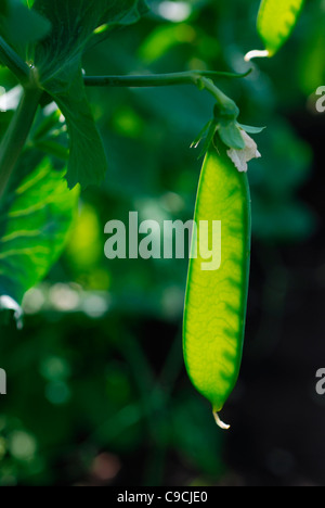 Pea pod on plant Banque D'Images