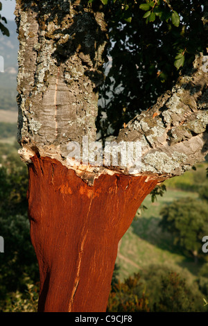 Chêne-liège autour du Mont Limbara mountain, Sardaigne, Italie. Banque D'Images