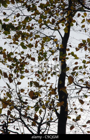 Les dernières feuilles de l'automne sur un Beech tree Banque D'Images