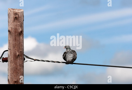 Un pigeon ramier (Columba palumbus) se trouve sur un fil relié à un poteau de téléphone. Banque D'Images