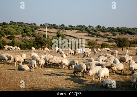 Paysage autour de Monti Ferru, Sardaigne, Italie. Banque D'Images