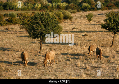 Paysage autour de Monti Ferru, Sardaigne, Italie. Banque D'Images