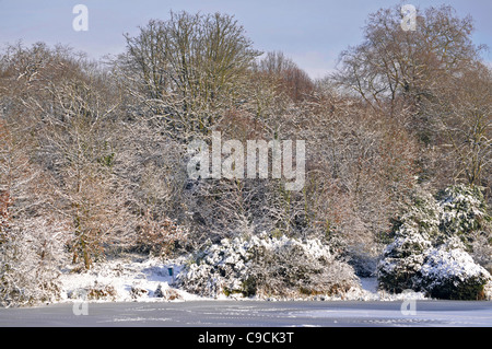 Arbres couverts de neige sur Hampstead Heath, Londres, Angleterre. Banque D'Images