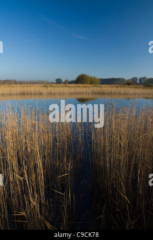 À l'intermédiaire de roseaux dans un lac avec des reflets dans l'eau de Redgrave & Lopham Fen dans le Suffolk, Angleterre Banque D'Images