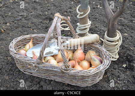 Semis d'automne, les échalotes, hative de Niort,dans panier prêts pour la plantation avec jardin et d'une truelle, ligne UK, Novembre Banque D'Images