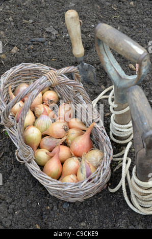 Semis d'automne, les échalotes, hative de Niort,dans panier prêts pour la plantation avec jardin et d'une truelle, ligne UK, Novembre Banque D'Images