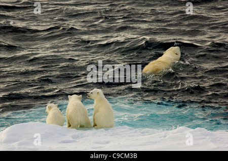 Femme Ours polaire (Ursus maritimus) natation, regardée par ses trois jeunes Louveteaux, assis sur les glaces en dérive flottante, Freemansundet Barentsøya et Edgeøya (entre), l'archipel du Svalbard, Norvège Banque D'Images