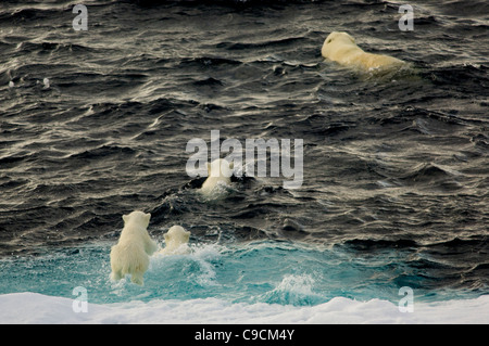 Les jeunes ours polaires (Ursus maritimus) cub sauter dans la mer de glaces en dérive flottante, à la suite de sa mère et deux frères et sœurs, Freemansundet Barentsøya (entre et Edgeøya), archipel du Svalbard, Norvège Banque D'Images