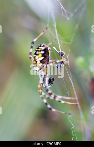 Spider Argiope bruennichi Wasp ; ; on web avec les proies, Cornwall, UK Banque D'Images