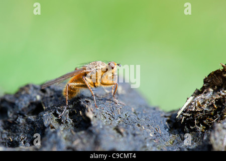 La Bouse jaune Fly ; Scatophaga stercoraria, Cornwall, UK Banque D'Images